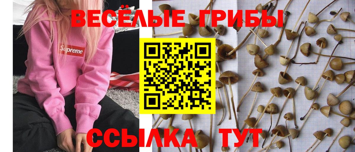 как найти закладки  Галлюциногенные грибы Psilocybe  Вход с VPN  Галлюциногенные грибы мухоморы  Благовещенск 